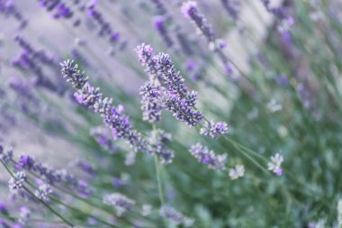 Güzel çiçek açan lavanta açık havada, portre