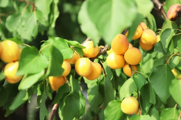 Delicious Apricots Branch Garden — Stock Photo, Image