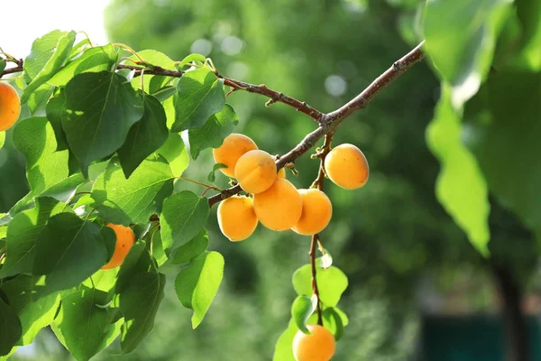 Köstliche Aprikosen Auf Zweigen Garten — Stockfoto