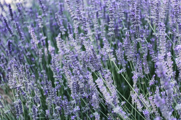 Schön Blühender Lavendel Freien — Stockfoto
