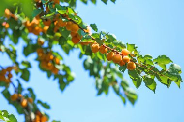 Mavi gökyüzü karşı olgun kayısı ile şube
