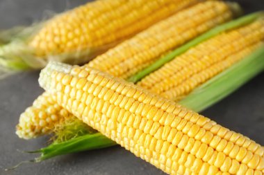 Olgun Mısır koçanı gri arka planda, portre