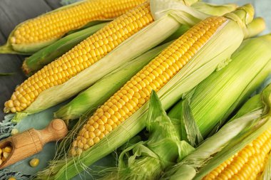 Masada taze mısır koçanları