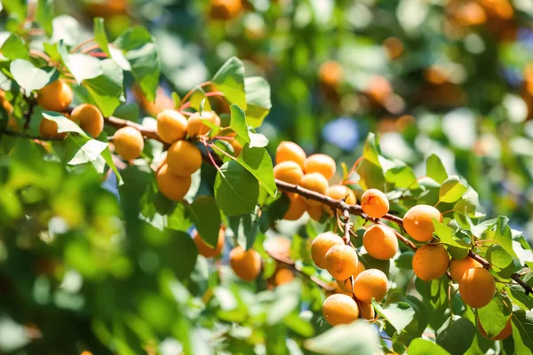 Branch Ripe Apricots Summer Day — Stock Photo, Image