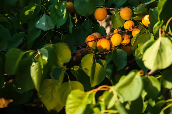 Branch Ripe Apricots Summer Day Closeup — Stock Photo, Image