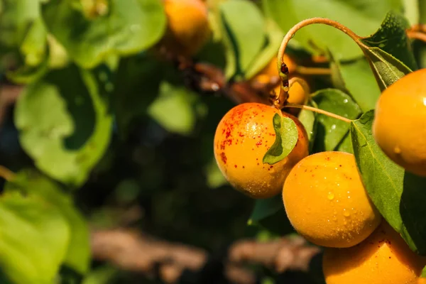 Branch Ripe Apricots Summer Day Closeup — Stock Photo, Image