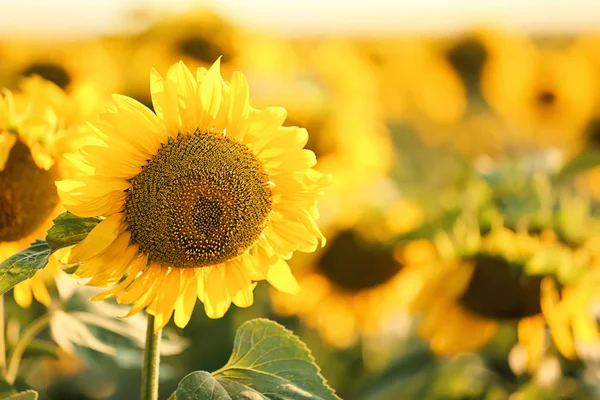 Beautiful Sunflowers Field Summer Day — Stock Photo, Image