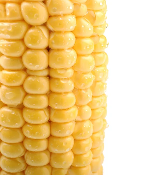 Fresh Corn Cob White Background Closeup — Stock Photo, Image