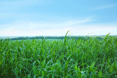 Yaz gününde Mısır alanının görünümü