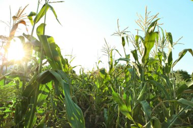 Yaz gününde alanında büyüyen mısır