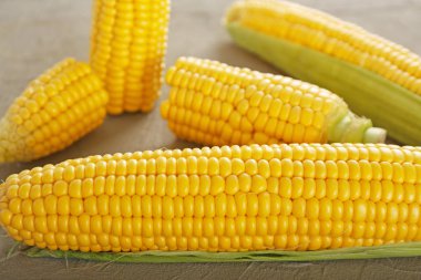 Taze mısır koçanı gri tablo, portre