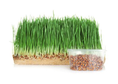 Filizlenmiş buğday çimen ve beyaz zemin üzerine tohumları ile konteyner