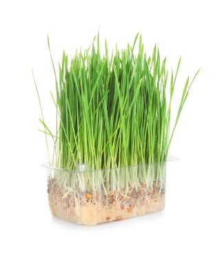 Filizlenmiş Buğday çim beyaz arka plan üzerinde kapsayıcıyla