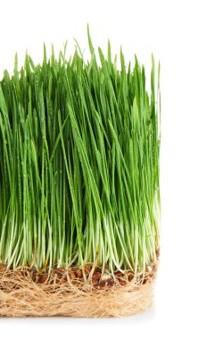 Beyaz arka plan üzerinde buğday çim Filiz