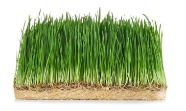 Beyaz arka plan üzerinde buğday çim Filiz