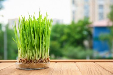Sprouted wheat grass on wooden table clipart
