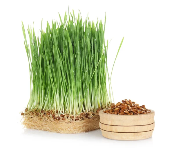 Sprouted Wheat Grass Bowl Seeds White Background — Stock Photo, Image