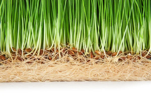 Пророщена Пшенична Трава Білому Тлі Крупним Планом — стокове фото
