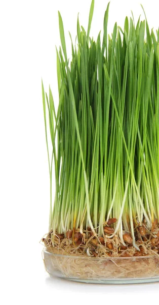 Sprouted Wheat Grass White Background — Stock Photo, Image