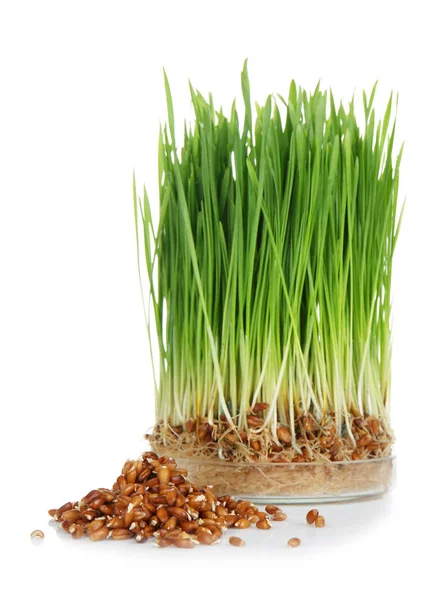 Sprouted Wheat Grass Seeds White Background — Stock Photo, Image