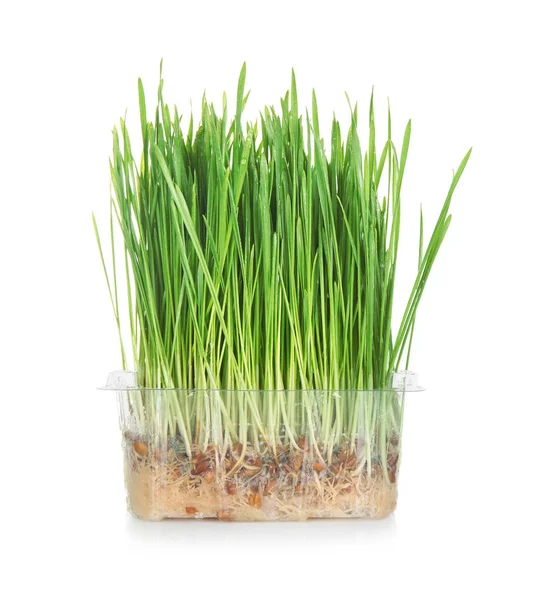 Container Sprouted Wheat Grass White Background — Stock Photo, Image