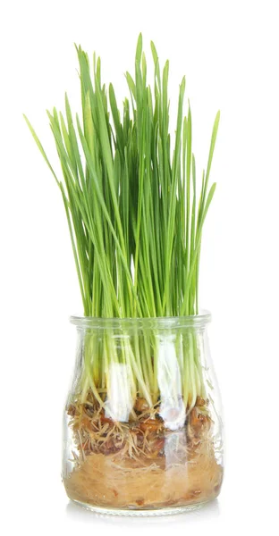 Jar Sprouted Wheat Grass White Background — Stock Photo, Image