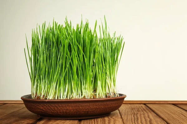 Dish Sprouted Wheat Grass Table White Background — Stock Photo, Image
