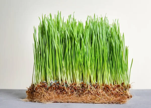 Sprouted Wheat Grass Table White Background — Stock Photo, Image