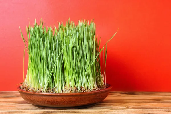Dish Sprouted Wheat Grass Table Color Background — Stock Photo, Image
