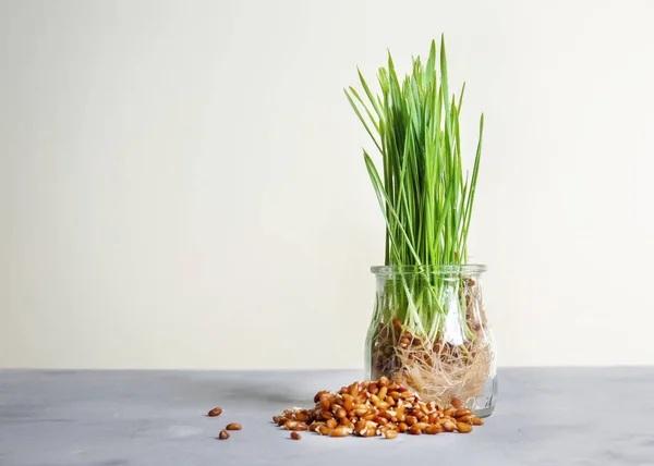 Glass Jar Sprouted Wheat Grass Seeds Table White Background — Stock Photo, Image