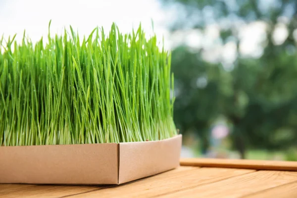 Box Sprouted Wheat Grass Table — Stock Photo, Image