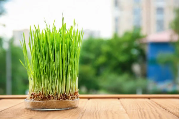 Sprouted Wheat Grass Wooden Table — Stock Photo, Image