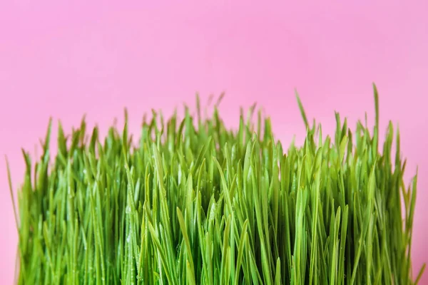 Sprouted Wheat Grass Color Background — Stock Photo, Image