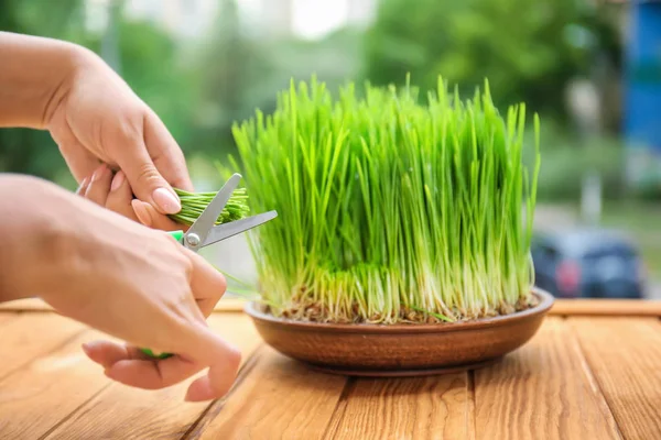 Woman Cutting Sprouted Wheat Grass Table — Stock Photo, Image