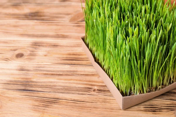 Box Sprouted Wheat Grass Wooden Table — Stock Photo, Image