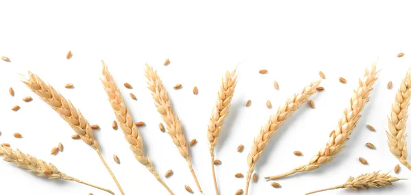 Wheat Spikelets Grains White Background — Stock Photo, Image