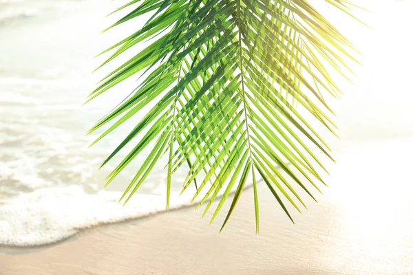 Palm leaves at tropical beach