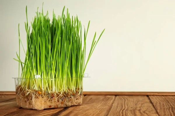 Container Sprouted Wheat Grass Table White Background — Stock Photo, Image