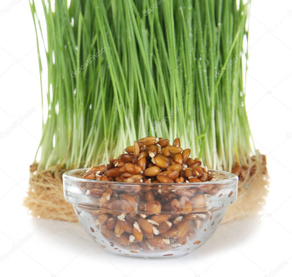 Sprouted wheat grass and bowl with seeds on white background