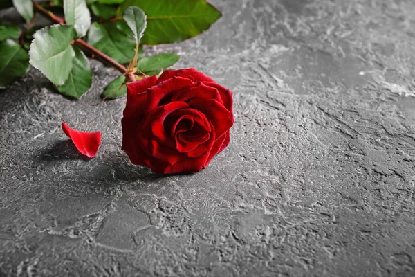 Beautiful Red Rose Grey Background — Stock Photo, Image