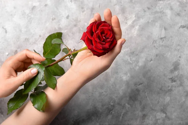 Female Hands Beautiful Red Rose Grey Background — Stock Photo, Image
