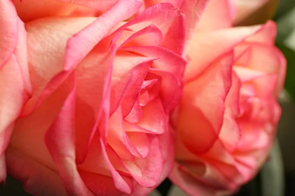 Rosas Cor Rosa Bonitas Close — Fotografia de Stock