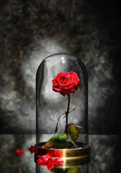 Beautiful Red Rose Glass Cap Table Dark Grey Background — Stock Photo, Image