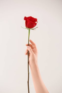 El ile ışık arka plan üzerinde güzel kırmızı gül