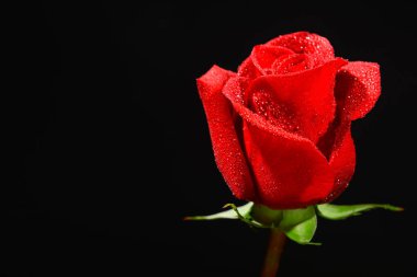 Siyah arkaplanda güzel kırmızı bir gül
