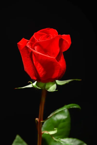黑色背景上美丽的红玫瑰 — 图库照片