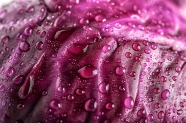 Olgun kırmızı lahana ile su damla, portre