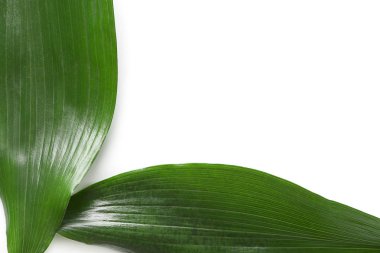 Beyaz arka plan üzerinde güzel tropikal Aspidistra bırakır