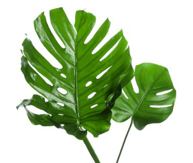 Beyaz arka plan üzerinde taze tropikal monstera bırakır