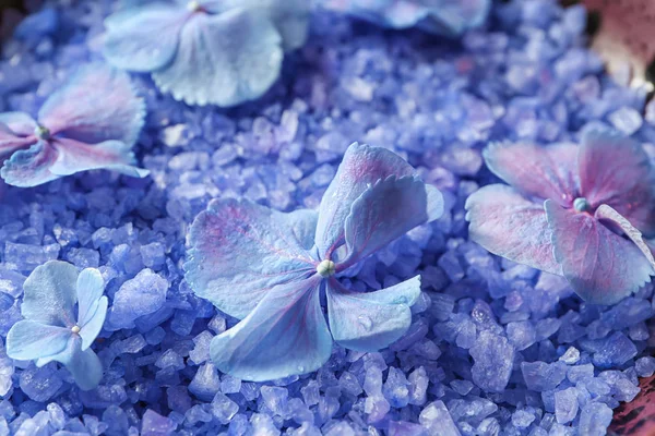 Sea Salt Hydrangea Flowers Closeup — Stock Photo, Image